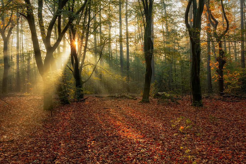 Herbst Wald Nimmerdor Amersfoort von Dennisart Fotografie