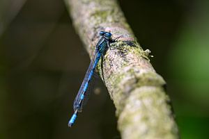 Wanddecoratie van een Blauwe Azuurwaterjuffer Libel op een Boomtak