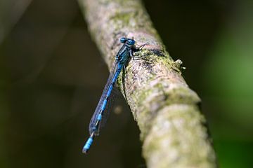 Décoration murale d'une libellule bleu azur sur une branche d'arbre sur Kristof Leffelaer