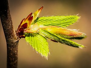 Frühling - Das Leben erwacht