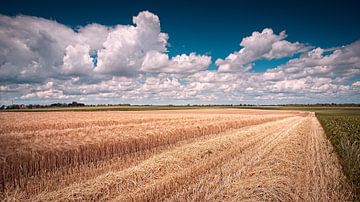 Field in Ingber by Rob Boon