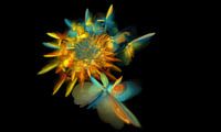 Sun Flower