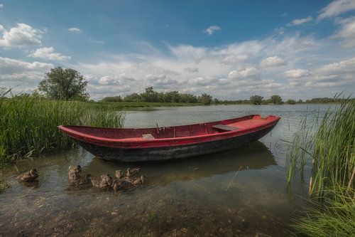 Roeiboot met eendjes