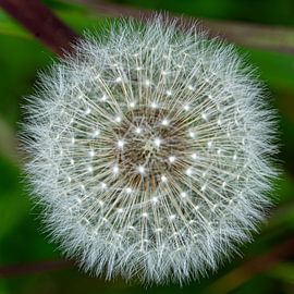 Pluisenbol van paardenbloem van René Weijers