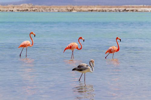 Group of red caribbean flamingos in water at the coast of Bonaire