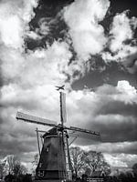 LOST IN HOLLAND 2019-210 (bw)