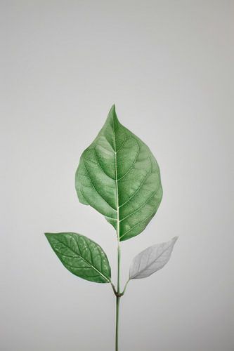 Focus on diverse leaf shapes