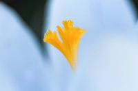 Der Kern eines Krokus