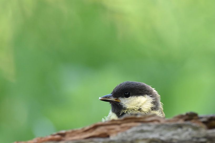 Jonge koolmees vogelkijkhut Veendam van Sascha van Dam