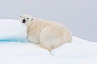 Rustende ijsbeer ligt op heuvel van sneeuw von Caroline Piek Miniaturansicht