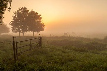 Lakenvelder koeien in de mist bij zonsopkomst van KB Design & Photography (Karen Brouwer)