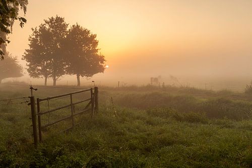 Lakenvelder koeien in de mist bij zonsopkomst
