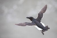 Common guillemot