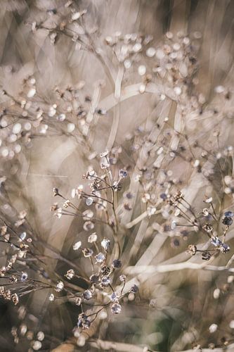 Winter Plants in Closeup