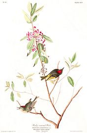 Roitelet à Couronne Rubis