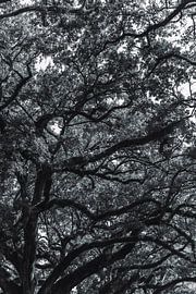 Zwart wit beeld van eikentakken en bladeren van Moniek Kuipers