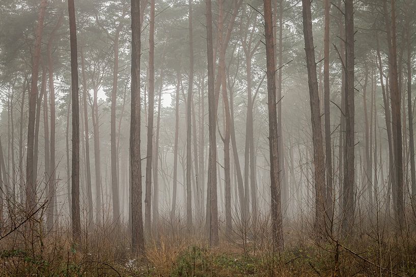 Spooky forest by Pearls from the past