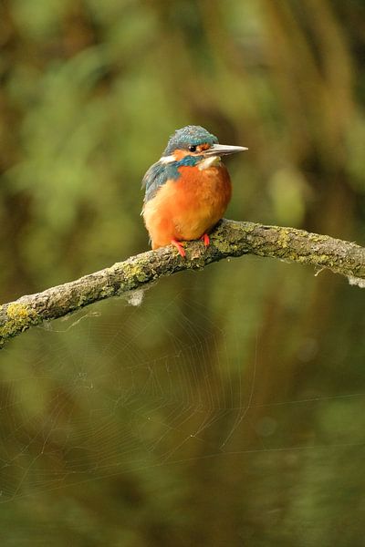 Kingfisher on branch by Moetwil en van Dijk - Fotografie