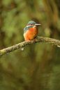 Kingfisher on branch by Moetwil en van Dijk - Fotografie thumbnail
