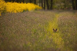 A fox in the field at dusk by Sascha Sirch