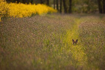 Fuchs im abendlichen Feld