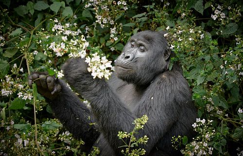 Mountain Gorilla mange des fleurs