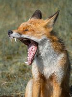The beautiful fox