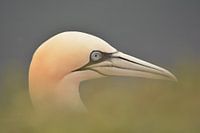 northern gannet