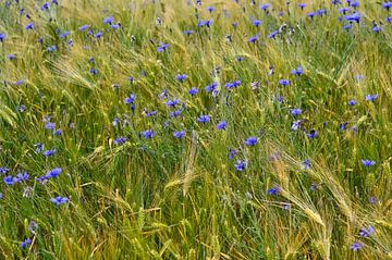 Cornflowers by Claudia Evans