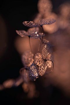 Hortensia Jardin d'hiver Coucher de soleil