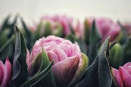 Beautiful tulip by Dolphie's Fotografie