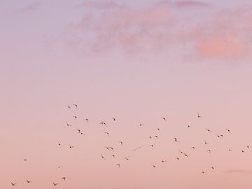 Roze lucht met vogels van Marika Huisman fotografie