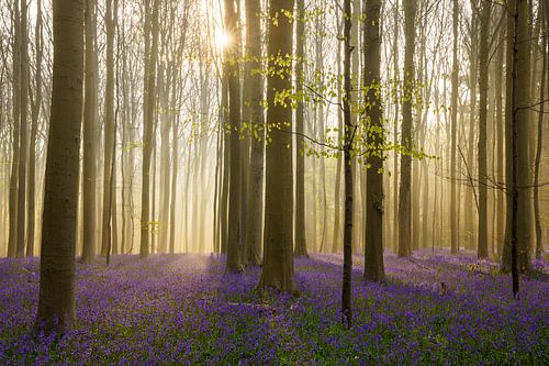 Magic sunrise over the bluebells