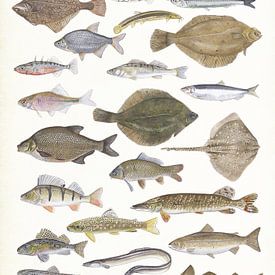 Fish by Jasper de Ruiter