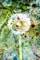 Paardenbloem en aquarel 1