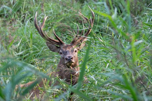 Encounter with red deer