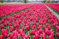 Beautiful tulip field in the color pink