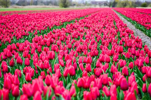 Mooi tulip veld in het kleur roze