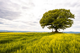 The Peace Oak near Hombressen by Catrin Grabowski