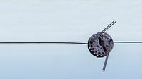 Rotary thread tensioner