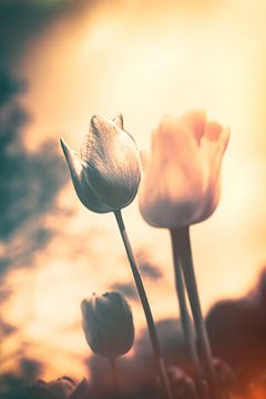 Een vleugje emotie - sfeervolle bloemenzee van tulpen van Jakob Baranowski - Photography - Video - Photoshop