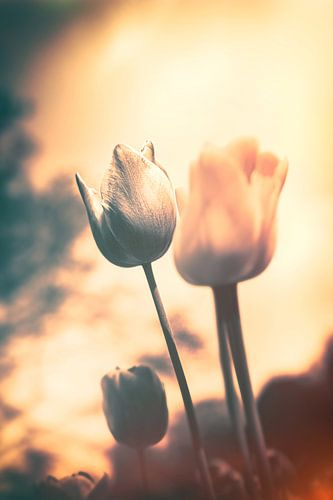 Een vleugje emotie - sfeervolle bloemenzee van tulpen