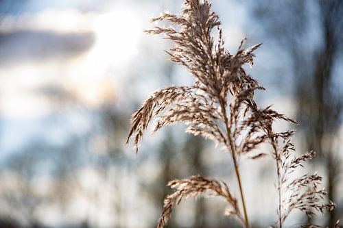 Riet in de winterzon (5)
