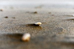Sand grains sur Inge van der Hart Fotografie