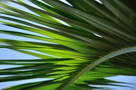 Palmblad van Henk Piek thumbnail