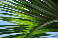 Palmblad