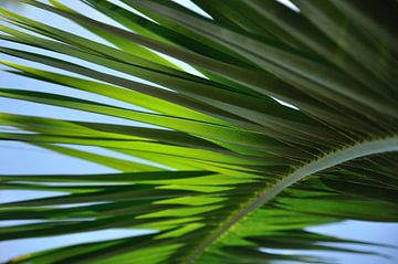 Palmblad