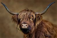Trendy Scottish highlander in brown by Caroline De Reus thumbnail