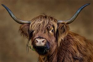 Highlander écossais tendance en brun sur Caroline De Reus