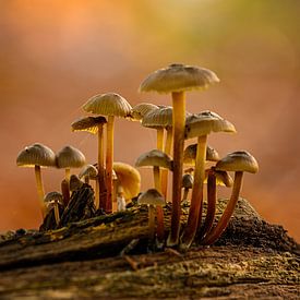 Champignons sur une souche d'arbre sur Leon Okkenburg